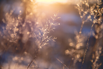 晒小奶猫朋友圈文案搞笑集合四十条